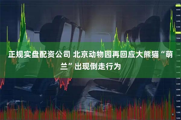 正规实盘配资公司 北京动物园再回应大熊猫“萌兰”出现倒走行为